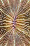 Pincushion Starfish (Culcita novaeguineae) detail, Krakatau, West Java, Sunda Strait-Colin Marshall-Photographic Print