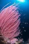 Coral (Fungia fungia fungites) Deep water form - Satonda Is., Sumbawa Island, Indonesia-Colin Marshall-Photographic Print