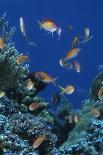 Green Sea Turtle (Chelonia mydas) adult, swimming over coral reef, near Komodo Island-Colin Marshall-Photographic Print