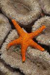 Thousand-pores Starfish (Fromia milleporella) adult, on coral, Lembeh Straits, Sulawesi-Colin Marshall-Photographic Print
