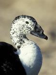 South American Comb Duck-Colin Seddon-Framed Stretched Canvas