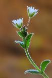 Deutzia Longifolia 'Veitchii'-Colin Varndell-Photographic Print