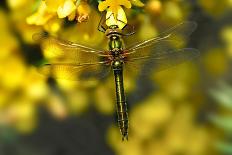 Downy Emerald dragonfly at rest on flowering Gorse, UK-Colin Varndell-Photographic Print