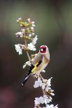 Goldfinch-Colin Varndell-Photographic Print