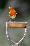 Robin perched on garden spade handle, UK-Colin Varndell-Photographic Print