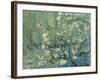 Collage Design with Painting Elements - Almond Branches in Bloom & Trees and Undergrowth-Elements of Vincent Van Gogh-Framed Art Print