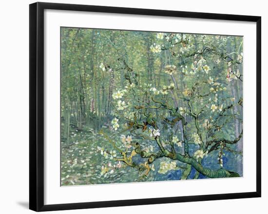 Collage Design with Painting Elements - Almond Branches in Bloom & Trees and Undergrowth-Elements of Vincent Van Gogh-Framed Art Print