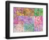 Collage from Layered Trees in Multicolor-Alaya Gadeh-Framed Photographic Print