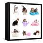 Collage from Several Cats Isolated on White-Yastremska-Framed Stretched Canvas