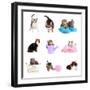 Collage from Several Cats Isolated on White-Yastremska-Framed Photographic Print