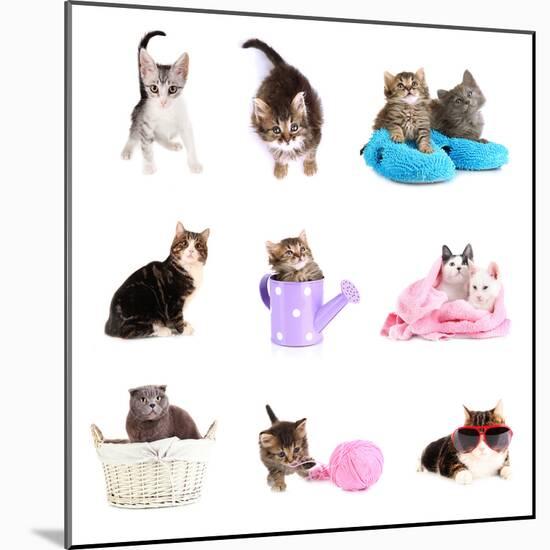 Collage from Several Cats Isolated on White-Yastremska-Mounted Photographic Print