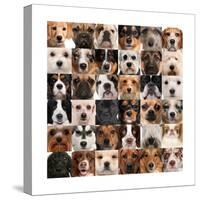 Collage Of 36 Dog Heads-Life on White-Stretched Canvas