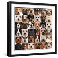 Collage Of 36 Dog Heads-Life on White-Framed Premium Giclee Print