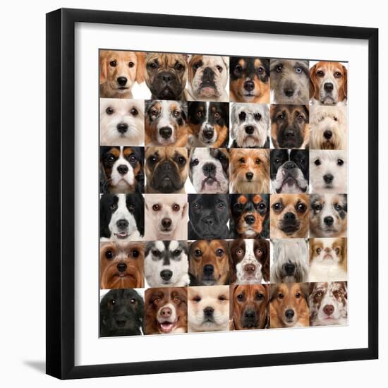 Collage Of 36 Dog Heads-Life on White-Framed Premium Giclee Print