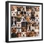 Collage Of 36 Dog Heads-Life on White-Framed Premium Giclee Print