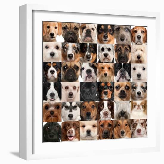 Collage Of 36 Dog Heads-Life on White-Framed Premium Giclee Print