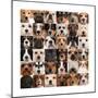 Collage Of 36 Dog Heads-Life on White-Mounted Premium Giclee Print