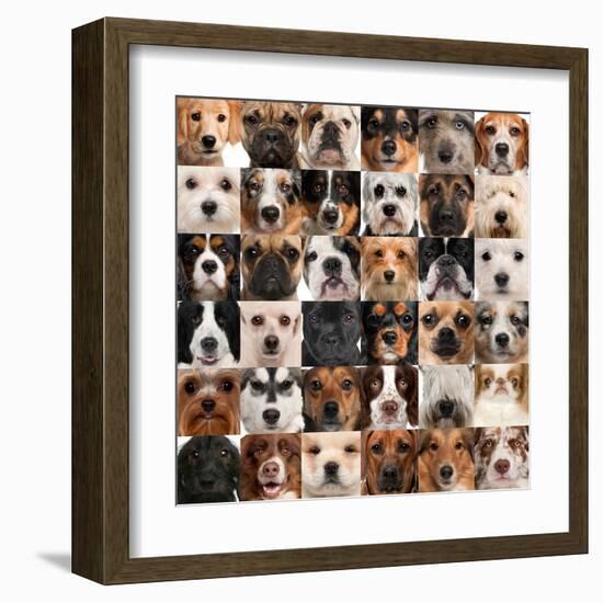 Collage Of 36 Dog Heads-Life on White-Framed Art Print