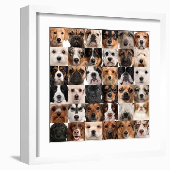 Collage Of 36 Dog Heads-Life on White-Framed Art Print