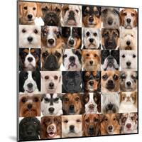 Collage Of 36 Dog Heads-Life on White-Mounted Art Print