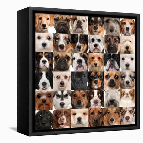 Collage Of 36 Dog Heads-Life on White-Framed Stretched Canvas