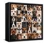 Collage Of 36 Dog Heads-Life on White-Framed Stretched Canvas