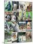Collage Of Different Animals-LeniKovaleva-Mounted Art Print