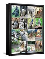 Collage Of Different Animals-LeniKovaleva-Framed Stretched Canvas