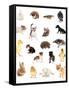 Collage of Different Cute Animals-Yastremska-Framed Stretched Canvas