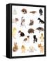 Collage of Different Cute Animals-Yastremska-Framed Stretched Canvas