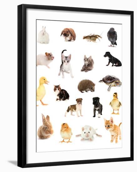 Collage of Different Cute Animals-Yastremska-Framed Photographic Print