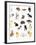 Collage of Different Cute Animals-Yastremska-Framed Photographic Print