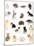 Collage of Different Cute Animals-Yastremska-Mounted Photographic Print