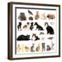 Collage of Different Cute Animals-Yastremska-Framed Photographic Print