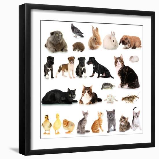 Collage of Different Cute Animals-Yastremska-Framed Photographic Print