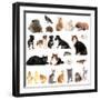 Collage of Different Cute Animals-Yastremska-Framed Photographic Print