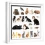 Collage of Different Cute Animals-Yastremska-Framed Photographic Print