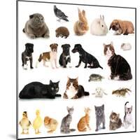 Collage of Different Cute Animals-Yastremska-Mounted Photographic Print