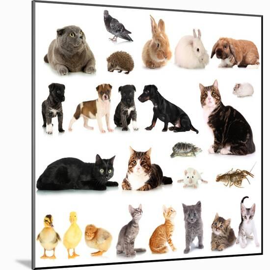 Collage of Different Cute Animals-Yastremska-Mounted Photographic Print