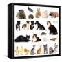 Collage of Different Cute Animals-Yastremska-Framed Stretched Canvas