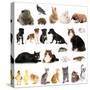 Collage of Different Cute Animals-Yastremska-Stretched Canvas