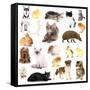 Collage of Different Pets Isolated on White-Yastremska-Framed Stretched Canvas