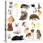 Collage of Different Pets Isolated on White-Yastremska-Stretched Canvas