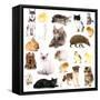 Collage of Different Pets Isolated on White-Yastremska-Framed Stretched Canvas