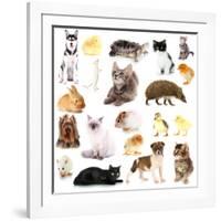 Collage of Different Pets Isolated on White-Yastremska-Framed Photographic Print