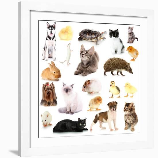 Collage of Different Pets Isolated on White-Yastremska-Framed Photographic Print