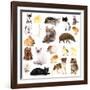 Collage of Different Pets Isolated on White-Yastremska-Framed Photographic Print