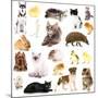 Collage of Different Pets Isolated on White-Yastremska-Mounted Photographic Print