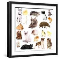 Collage of Different Pets Isolated on White-Yastremska-Framed Photographic Print