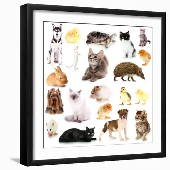 Collage of Different Pets Isolated on White-Yastremska-Framed Photographic Print